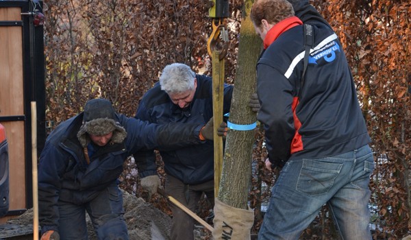 Eik planten in Maarssen