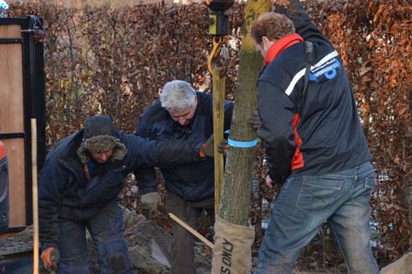 Eik planten in Maarssen
