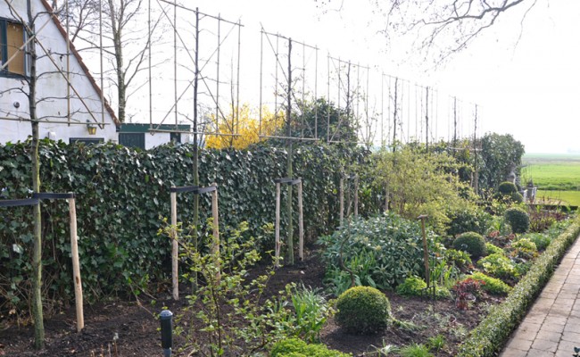 Inplanten leilindes in Tienhoven