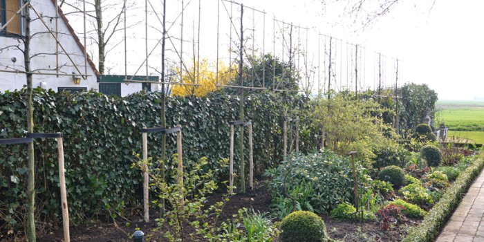 Inplanten leilindes in Tienhoven